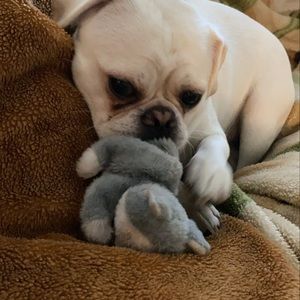 Meet your Posher, Henry